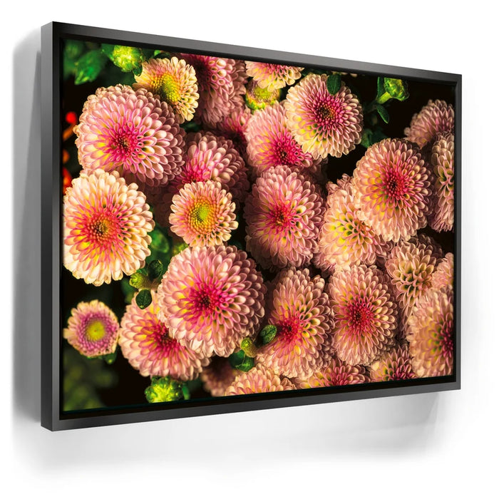 Featured image 5 for Chrysanthemum Burst