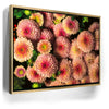 Featured image 7 for Chrysanthemum Burst