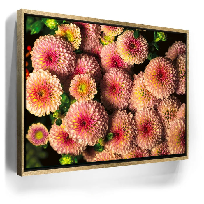 Featured image 7 for Chrysanthemum Burst