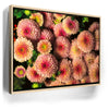 Featured image 9 for Chrysanthemum Burst