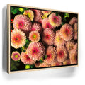 Featured image 9 for Chrysanthemum Burst