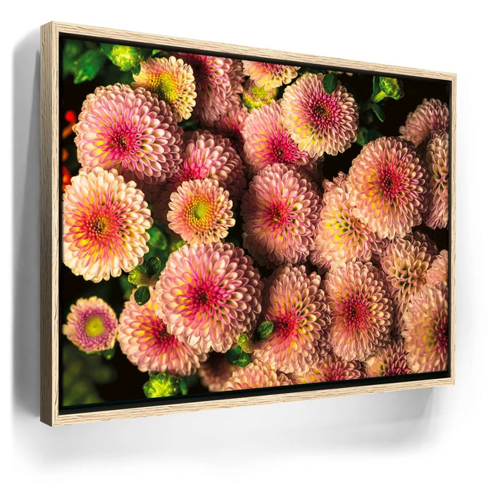 Featured image 9 for Chrysanthemum Burst