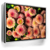 Featured image 8 for Chrysanthemum Burst