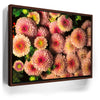 Featured image 10 for Chrysanthemum Burst
