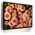 Featured image 10 for Chrysanthemum Burst
