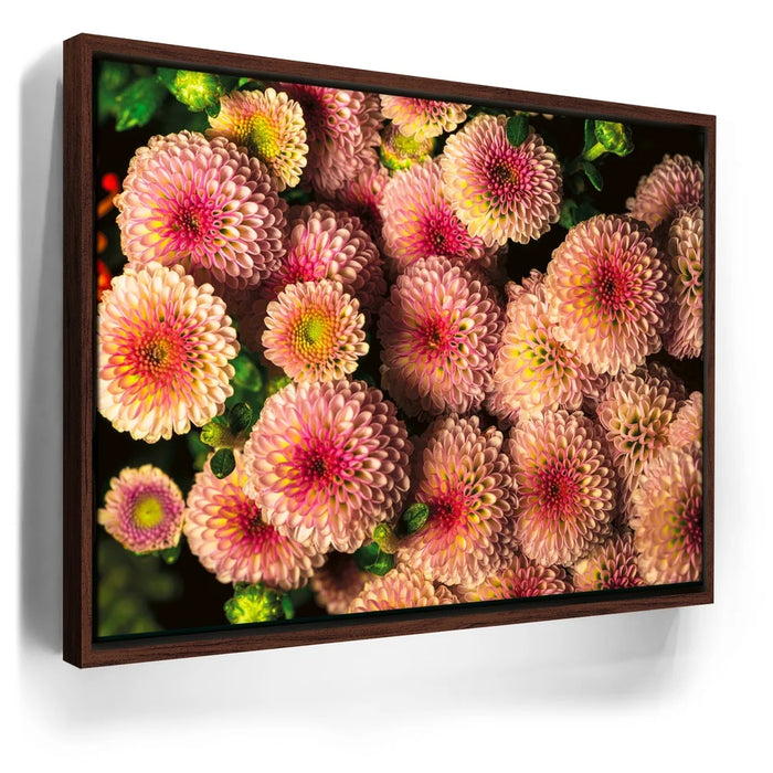 Featured image 10 for Chrysanthemum Burst