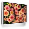 Featured image 6 for Chrysanthemum Burst
