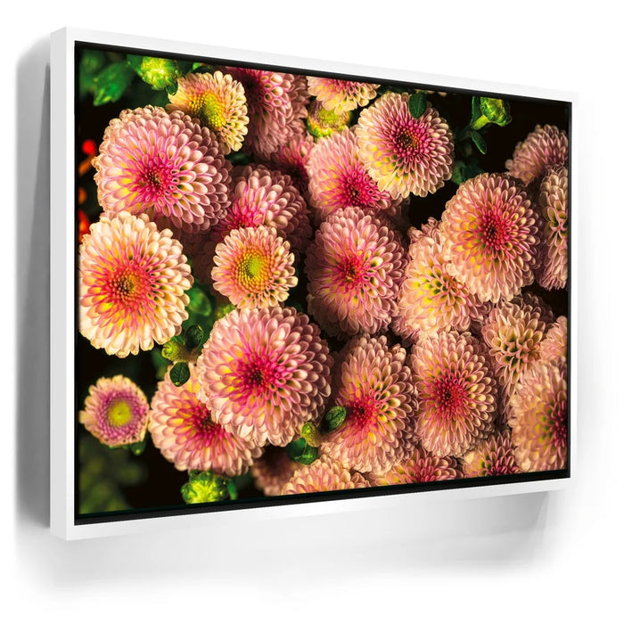 Featured image 6 for Chrysanthemum Burst