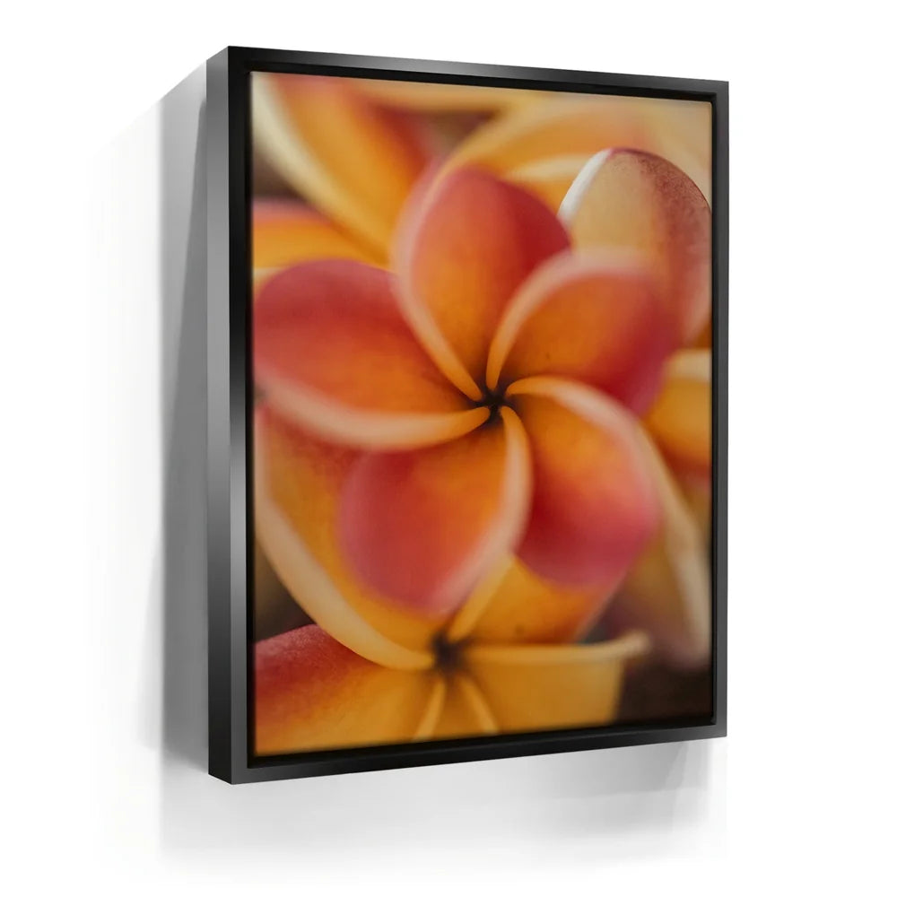 Featured image 5 for Core Plumeria, Maui