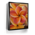 Featured image 5 for Core Plumeria, Maui