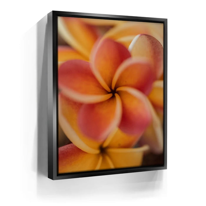 Featured image 6 for Core Plumeria, Maui