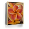 Featured image 8 for Core Plumeria, Maui