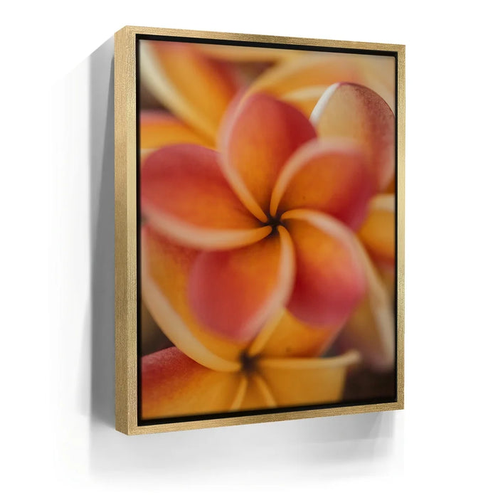Featured image 7 for Core Plumeria, Maui