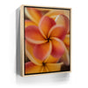 Featured image 10 for Core Plumeria, Maui