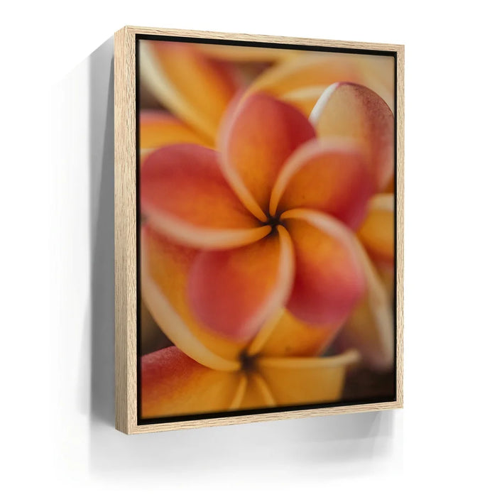 Featured image 9 for Core Plumeria, Maui