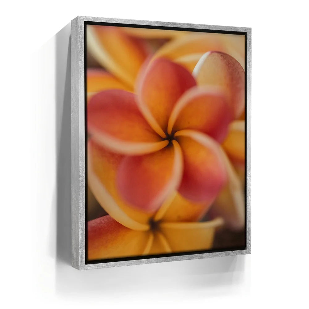 Featured image 8 for Core Plumeria, Maui