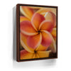 Featured image 11 for Core Plumeria, Maui
