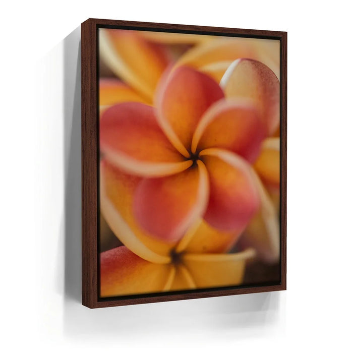 Featured image 10 for Core Plumeria, Maui