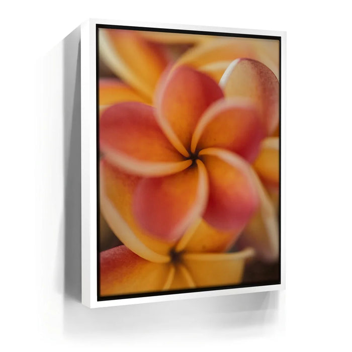 Featured image 6 for Core Plumeria, Maui