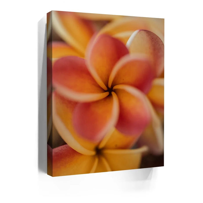 Featured image 5 for Core Plumeria, Maui