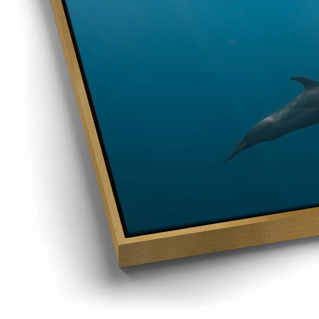 Featured image 13 for Cruising Dolphins - La Ventana - Mexico