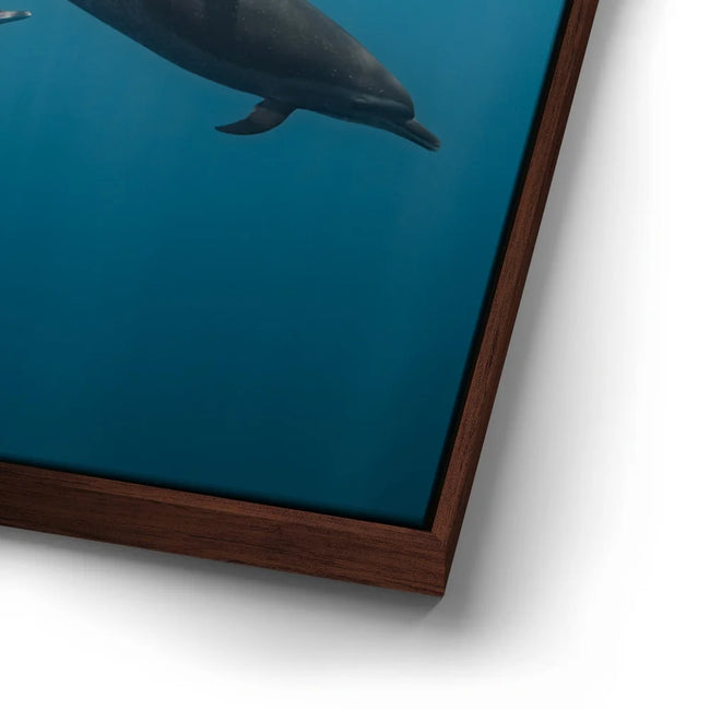 Featured image 15 for Cruising Dolphins - La Ventana - Mexico