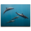 Featured image 1 for Cruising Dolphins - La Ventana - Mexico