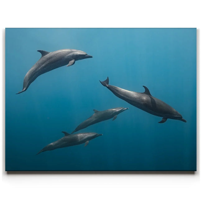 Featured image 1 for Cruising Dolphins - La Ventana - Mexico