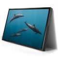 Thumbnail image 2 for Cruising Dolphins - La Ventana - Mexico