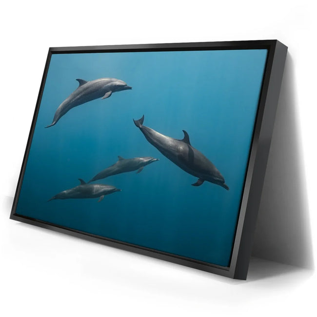Featured image 2 for Cruising Dolphins - La Ventana - Mexico