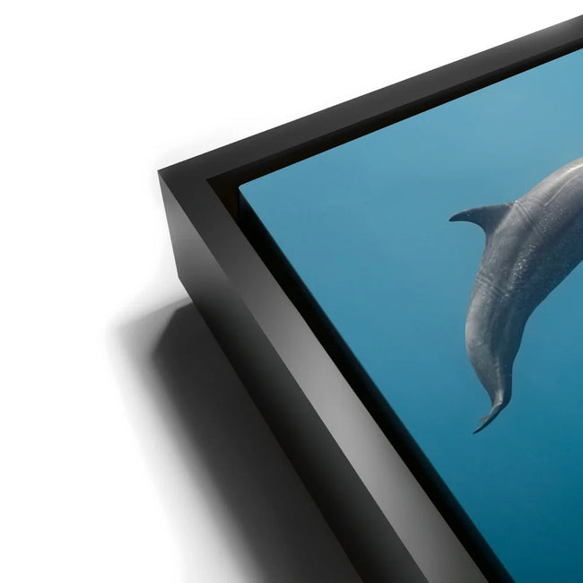Featured image 12 for Cruising Dolphins - La Ventana - Mexico