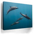 Thumbnail image 3 for Cruising Dolphins - La Ventana - Mexico