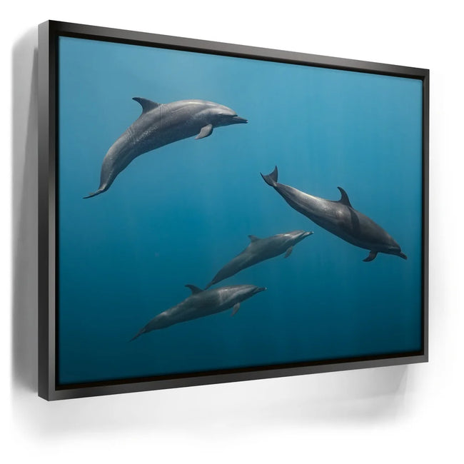 Featured image 6 for Cruising Dolphins - La Ventana - Mexico