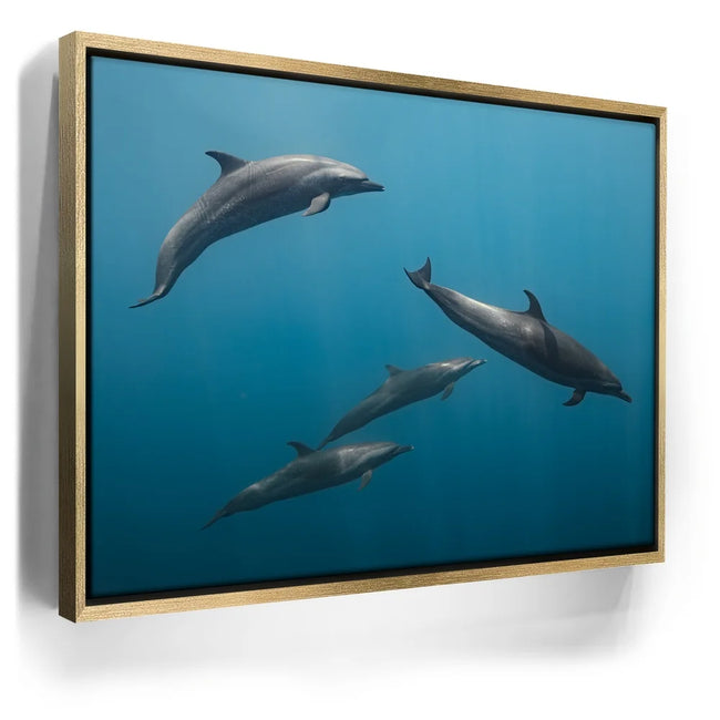 Featured image 8 for Cruising Dolphins - La Ventana - Mexico