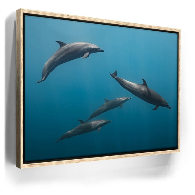 Featured image 10 for Cruising Dolphins - La Ventana - Mexico