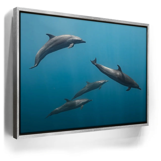 Featured image 9 for Cruising Dolphins - La Ventana - Mexico