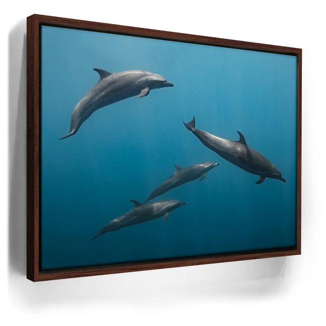 Featured image 11 for Cruising Dolphins - La Ventana - Mexico