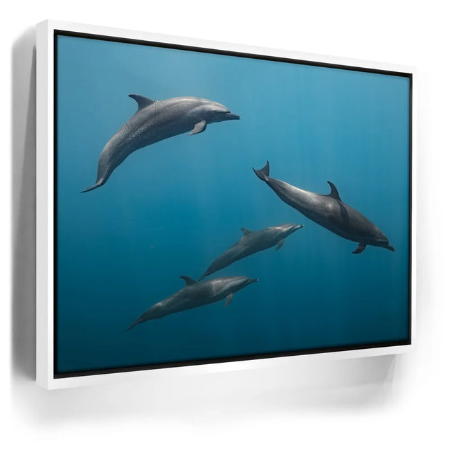 Featured image 7 for Cruising Dolphins - La Ventana - Mexico