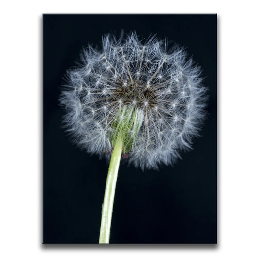 Dandelion Dream