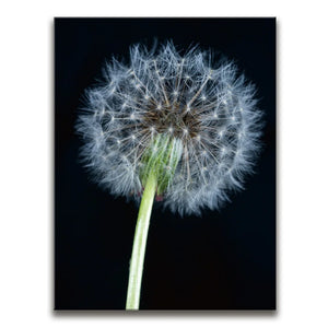 Dandelion Dream