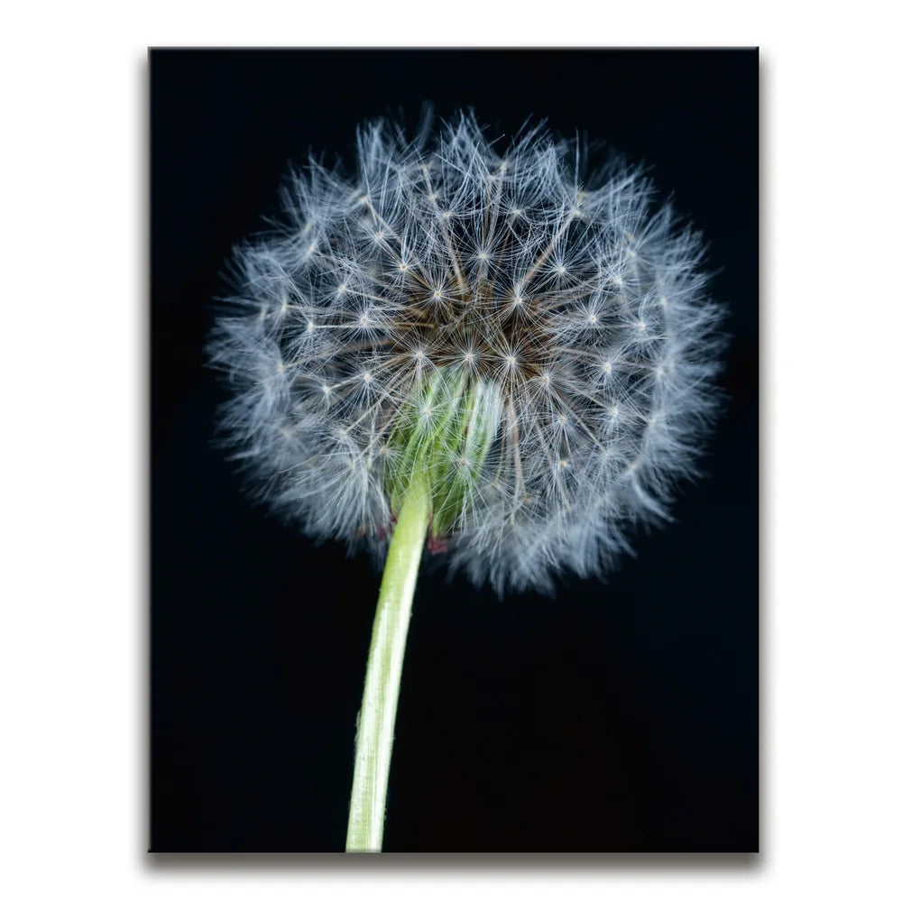 Featured image 1 for Dandelion Dream