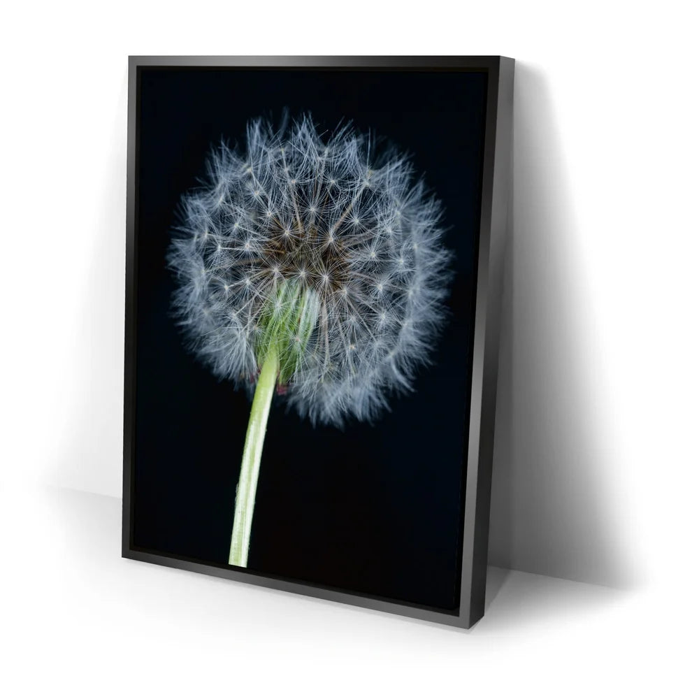 Featured image 2 for Dandelion Dream
