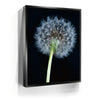Featured image 5 for Dandelion Dream