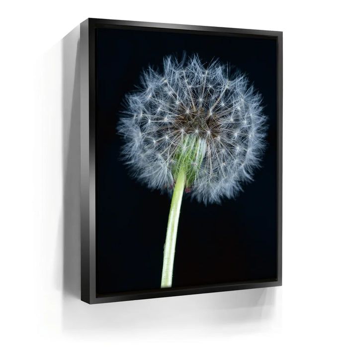 Featured image 5 for Dandelion Dream