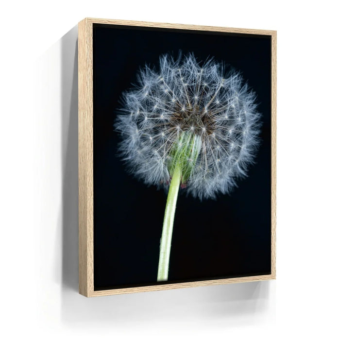 Featured image 9 for Dandelion Dream