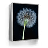 Featured image 8 for Dandelion Dream