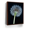 Featured image 10 for Dandelion Dream