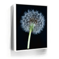 Featured image 6 for Dandelion Dream