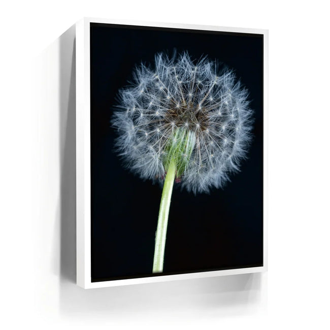 Featured image 6 for Dandelion Dream