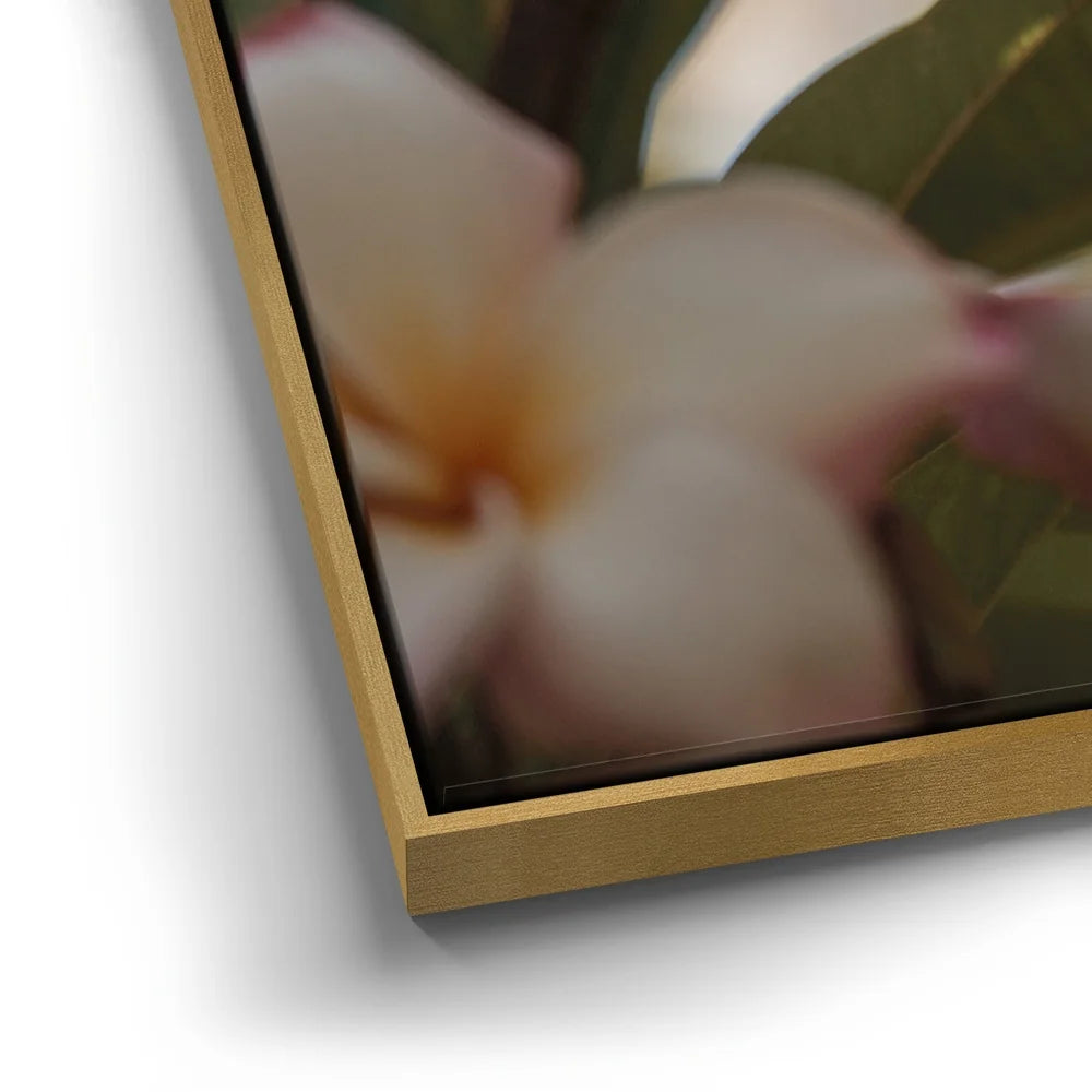 Featured image 12 for Delicate Plumeria, Maui